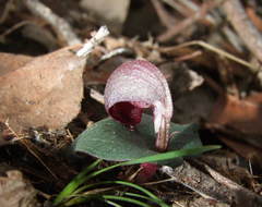 Corybas aconitiflorus