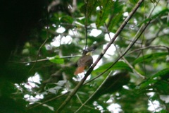 Bleda syndactylus