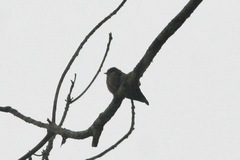Bradornis fuliginosus