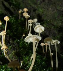 Hemimycena lactea