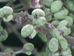 Macaranga griffithiana