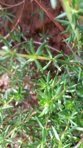 Anthospermum palustre image