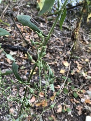 Lactuca floridana