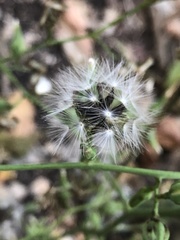 Lactuca floridana