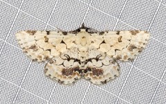 Sandava scitisignata