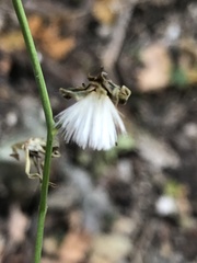 Lactuca floridana
