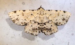 Sandava scitisignata