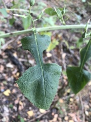 Lactuca floridana