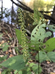 Ambrosia trifida