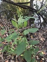 Ambrosia trifida