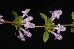 Clinopodium talladeganum