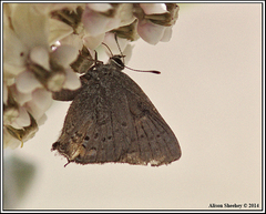 Satyrium californica