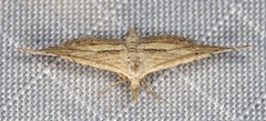 Stenopaltis lithina