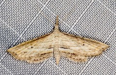 Stenopaltis lithina