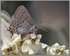 Satyrium californica