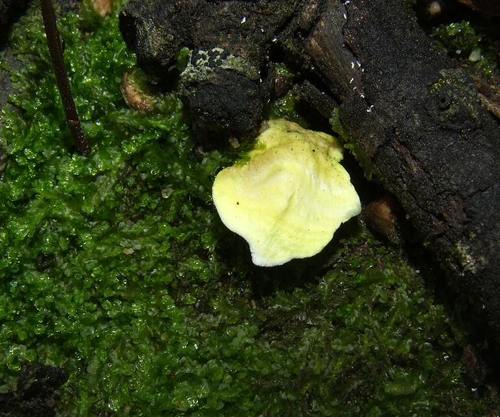 Austeria citrea image