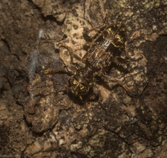 Stigmatium mastersii