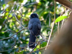 Trogon curucui