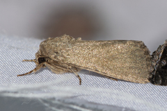 Spodoptera pecten