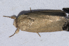 Spodoptera pecten
