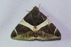Bastilla crameri