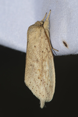 Saliocleta