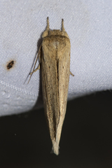Saliocleta