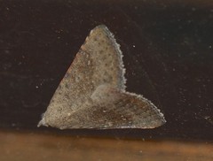 Madope auferens