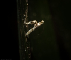 Cyphosticha panconita