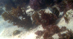 Eupetrichthys angustipes