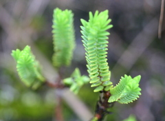 Crassula ericoides ericoides