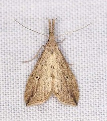 Trigonistis demonias