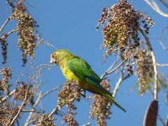 Eupsittula aurea