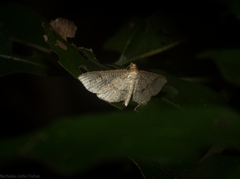 Addaea subtessellata