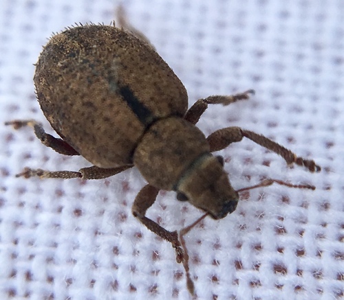 Photo of Nut Leaf Weevil (Strophosoma melanogrammum)