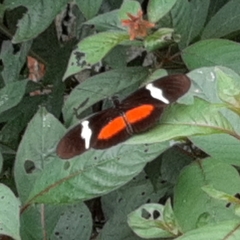 Heliconius clysonymus montanus