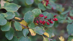 Berberis dasystachya