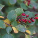 Berberis dasystachya - Photo (c) Zhao Chaoyue, some rights reserved (CC BY-NC), uploaded by Zhao Chaoyue