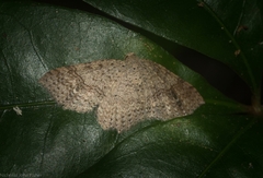 Minoa euthecta