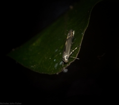 Thiotricha atractodes