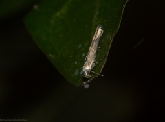 Thiotricha atractodes