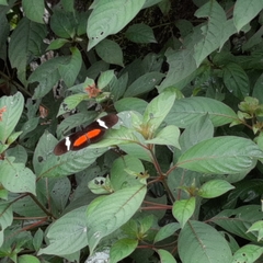 Heliconius clysonymus montanus