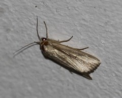 Leucania stenographa