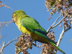 Eupsittula aurea