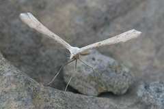 Stenoptilia coprodactylus