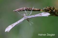 Stenoptilia coprodactylus