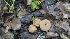 Lycoperdon purpurascens