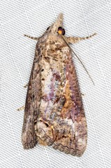 Hypocala deflorata