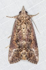 Hypocala deflorata