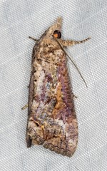 Hypocala deflorata
